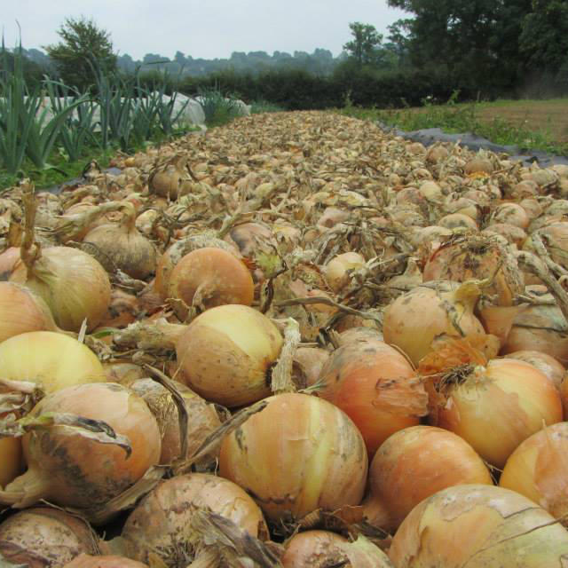onions in the field