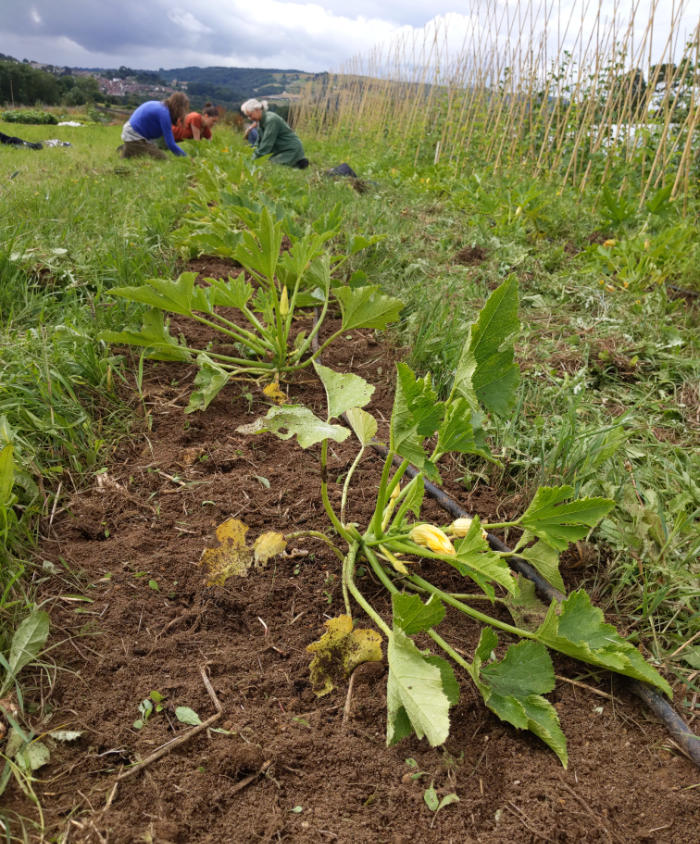 Weeding courgettes
